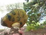 Boletus frustosus image