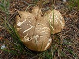 Boletus frustosus image