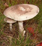 Amanita spreta image