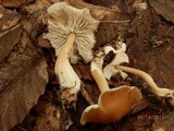 Rhodocollybia butyracea image