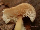 Rhodocollybia butyracea image