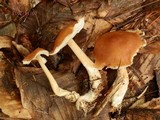 Rhodocollybia butyracea image