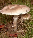 Amanita spreta image