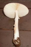 Amanita spreta image