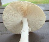 Amanita spreta image