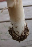 Amanita spreta image