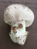 Amanita spreta image