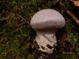 Cortinarius traganus image