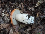 Boletus chippewaensis image