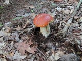 Boletus chippewaensis image