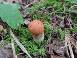 Leccinum insigne image