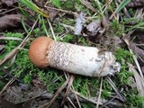 Leccinum insigne image