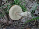 Leccinum insigne image