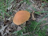 Leccinum insigne image
