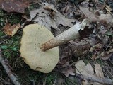 Leccinum insigne image