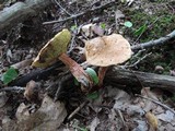 Boletus russellii image