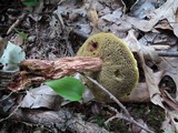 Boletus russellii image