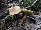 Boletus russellii image