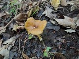 Entoloma formosum image