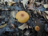 Entoloma formosum image