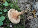 Paxillus involutus image