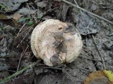 Paxillus involutus image