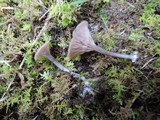 Arrhenia epichysium image