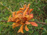 Aecidium magellanicum image