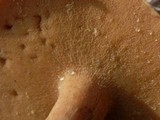 Suillus acidus image