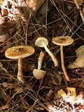 Lepiota cortinarius image