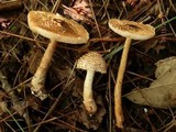 Lepiota cortinarius image