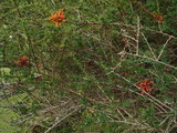 Aecidium magellanicum image