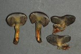 Gastroboletus turbinatus image