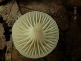 Cuphophyllus virgineus image