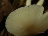 Cuphophyllus virgineus image