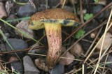 Boletus chrysenteron image