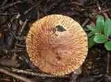 Suillus lakei image
