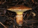 Suillus lakei image