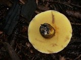 Suillus lakei image
