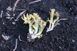 Ramaria abietina image