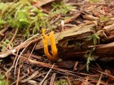 Calocera viscosa image