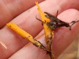 Calocera viscosa image