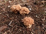 Ramaria botrytis image