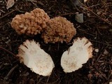 Ramaria botrytis image
