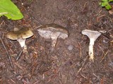 Gomphidius glutinosus image