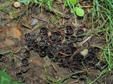 Cyathus stercoreus image
