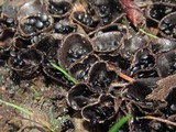 Cyathus stercoreus image
