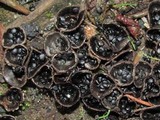 Cyathus stercoreus image