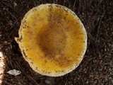 Amanita flavorubens image