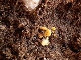 Amanita flavorubens image